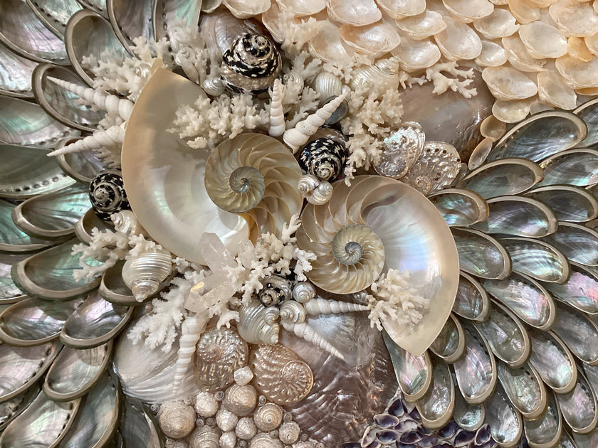 Seashell Art & Mirrors (ACCENTS)