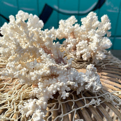 Brownstem Coral