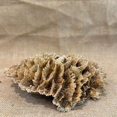 Vintage Natural Wavy Lettuce Coral - 8