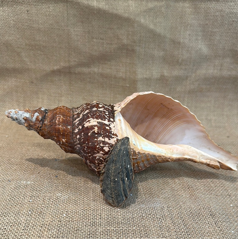 Melanistic Horse Conch Shell with Operculum & Perio- 9"