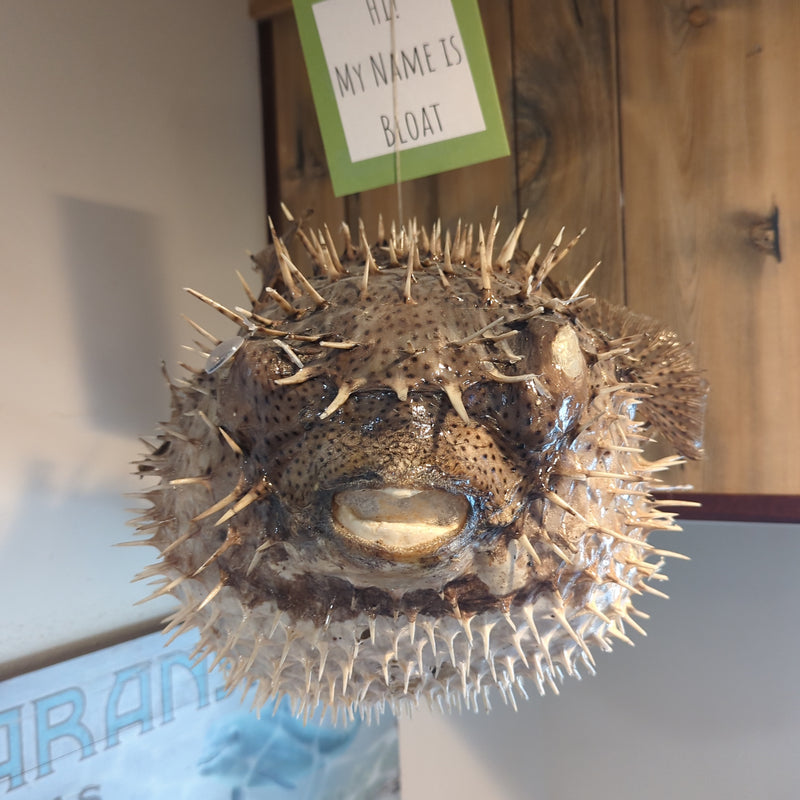 Bloat the Giant Porcupine Fish - 25"