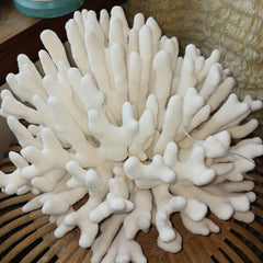 Vintage White Elkhorn Coral - 13