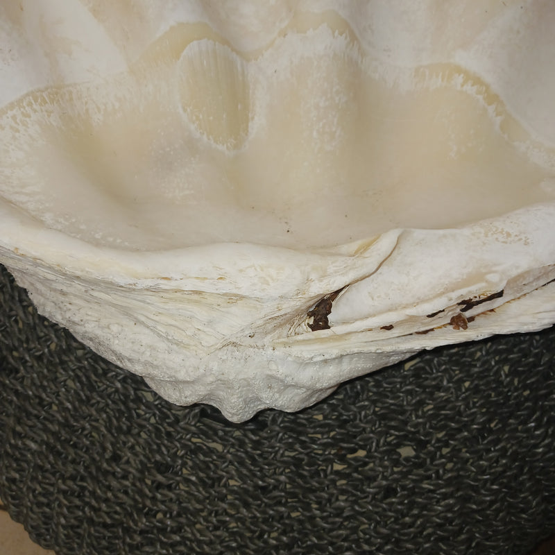 27" Giant tridacna gigas clam shell half