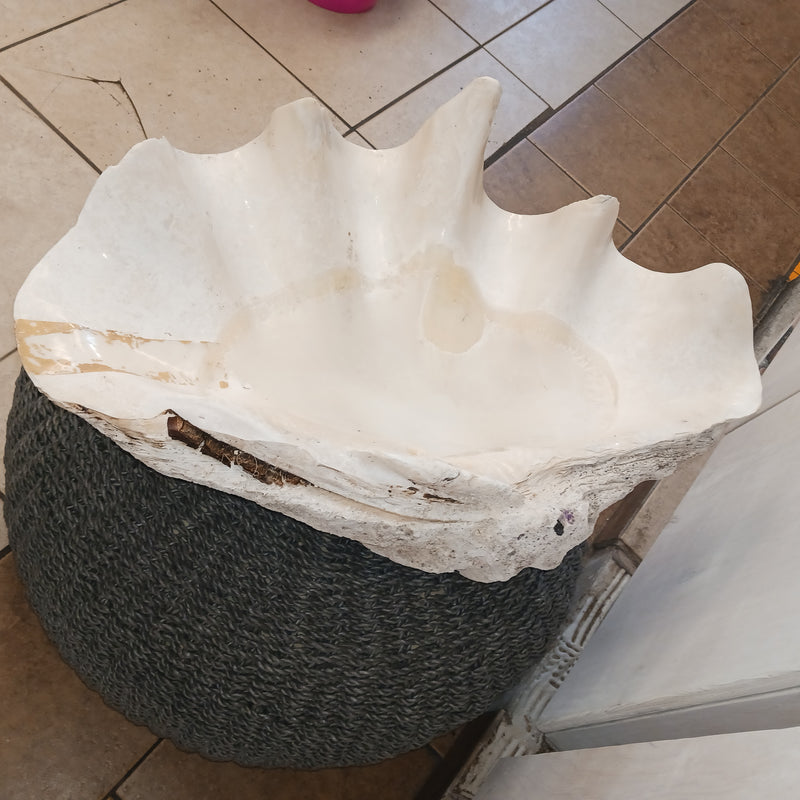 29" Giant tridacna gigas clam shell half