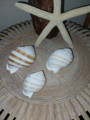 Striped Tonna Tessalota Shell