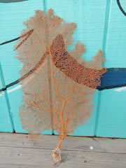 Dried Sea Fan Coral 20-25