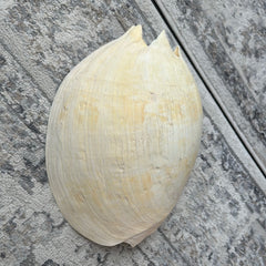 Extra Large Umbilicate Baler Melo Shell 13.5