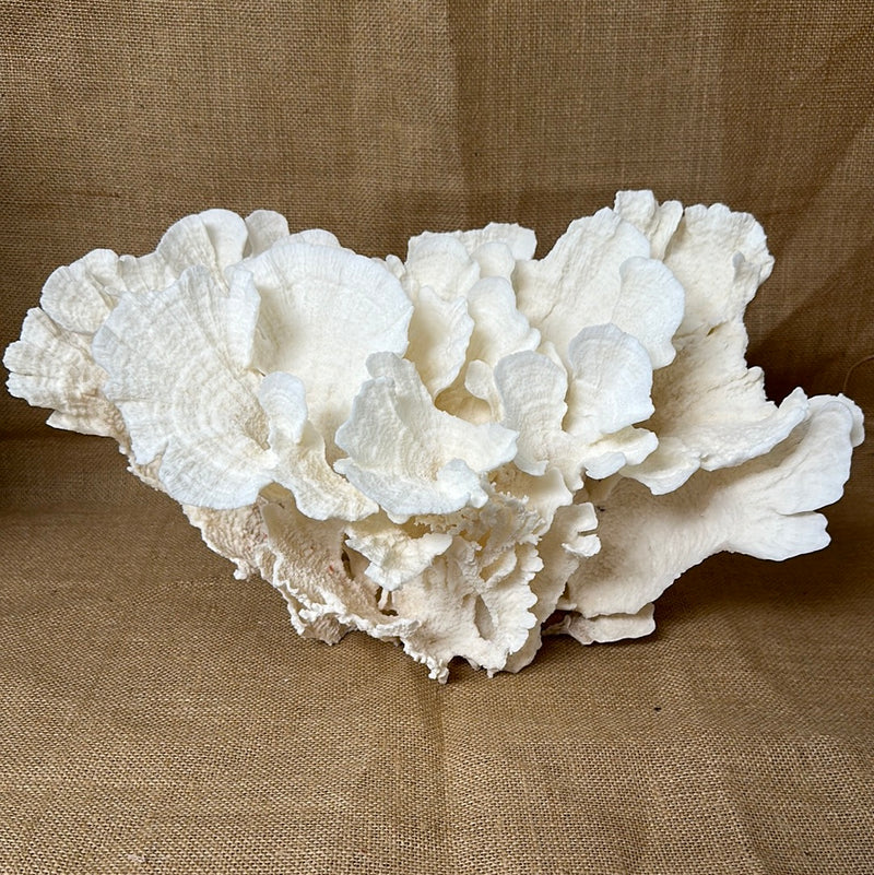 Vintage White Poca Coral - 15"x8"x8"