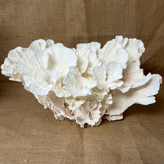 Vintage White Poca Coral - 15