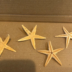 Flat Starfish