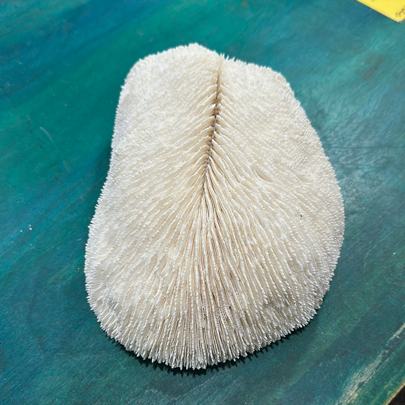 Vintage White Slipper Coral 10"