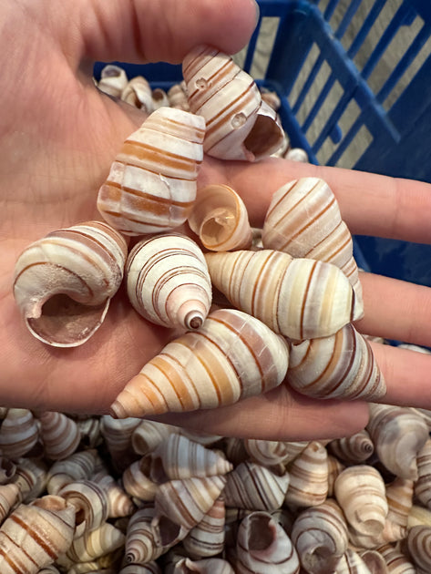 Assorted Liguus Tree Land Snail Shells | Loving Coastal Living
