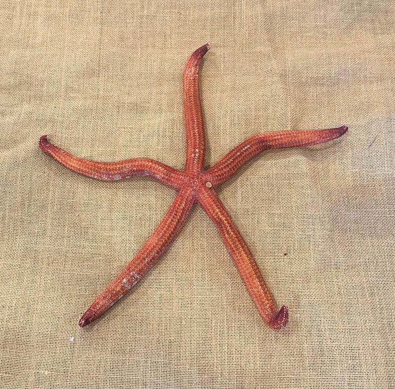 Giant Red Starfish 15"