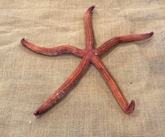 Giant Red Starfish 15