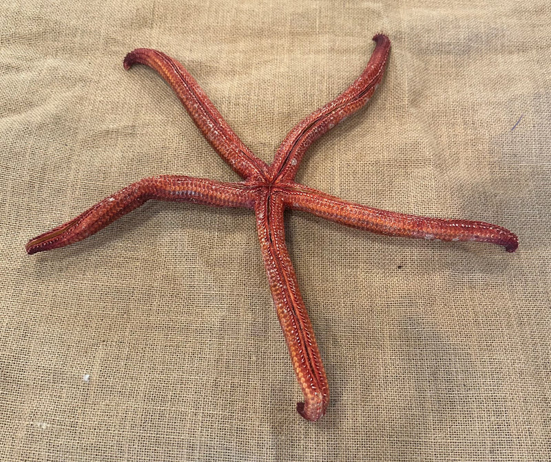 Giant Red Starfish 15"