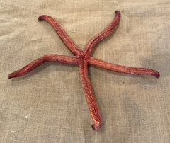 Giant Red Starfish 15