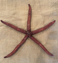 Giant Red Starfish 20