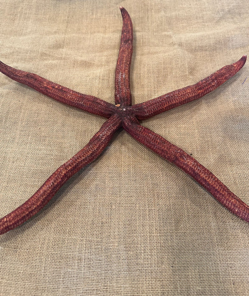 Giant Red Starfish 20"