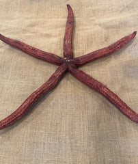 Giant Red Starfish 20