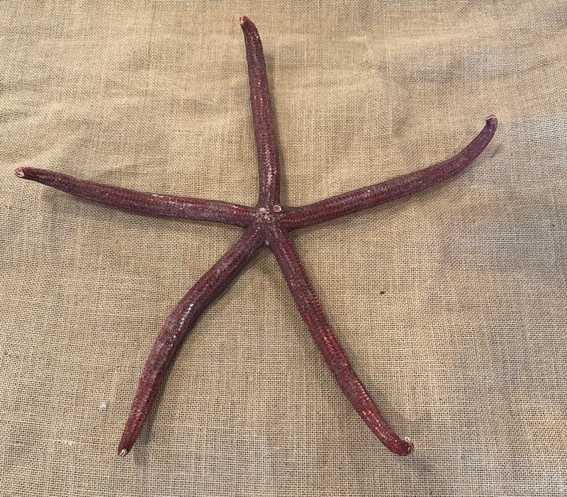 Giant Red Starfish 17"
