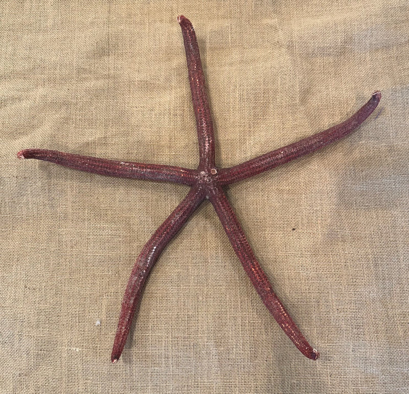 Giant Red Starfish 17"