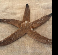Giant Brown Starfish 14