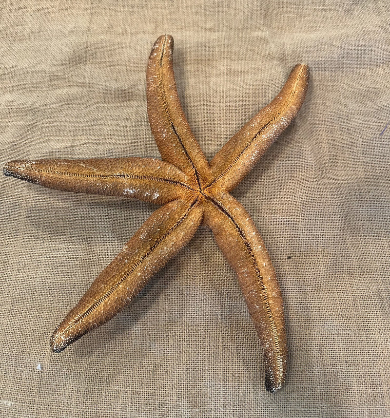 Giant Brown Starfish 14"