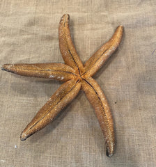 Giant Brown Starfish 14