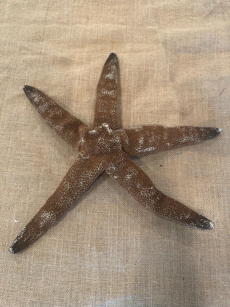 Giant Brown Starfish 15"
