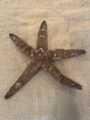 Giant Brown Starfish 15