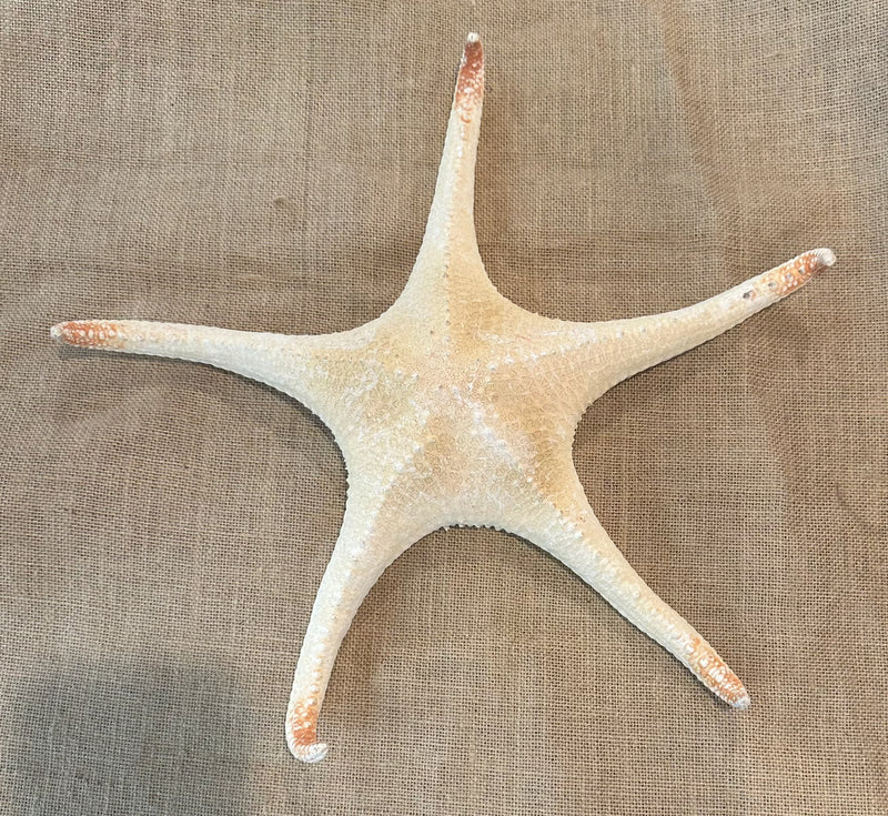 Giant 16" Pale Pink Tipped Starfish