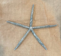 Pale Gray Giant Linkia Starfish 18