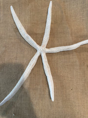 White Giant Linkia Starfish 18