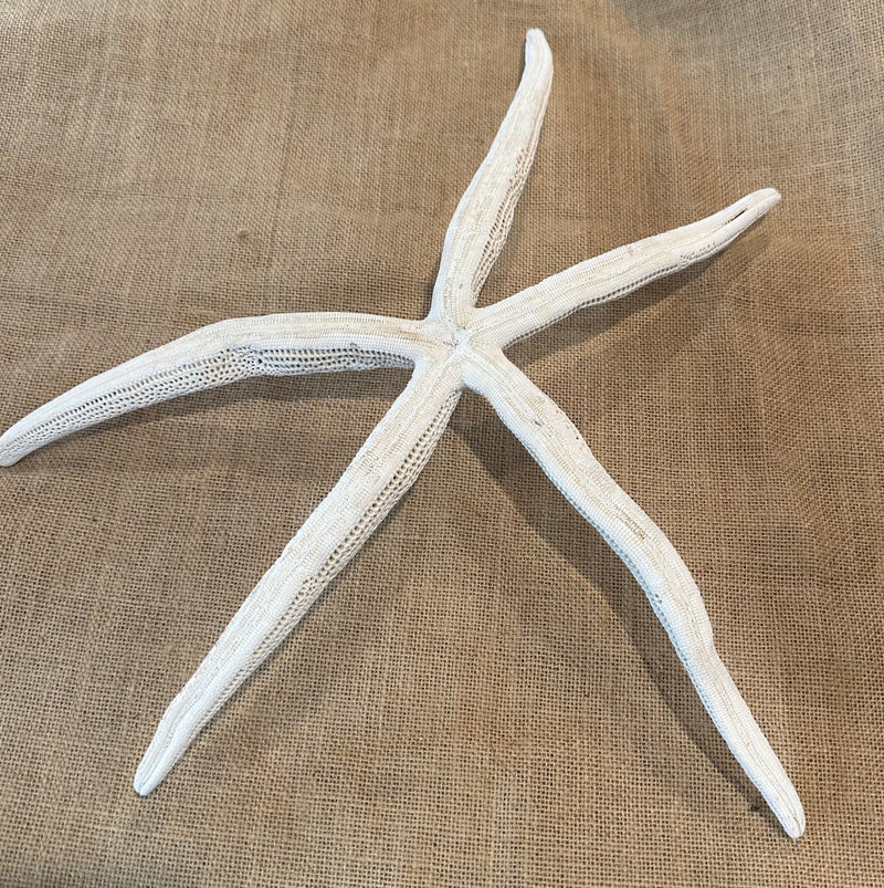 White Giant Linkia Starfish 18"