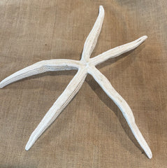 White Giant Linkia Starfish 18