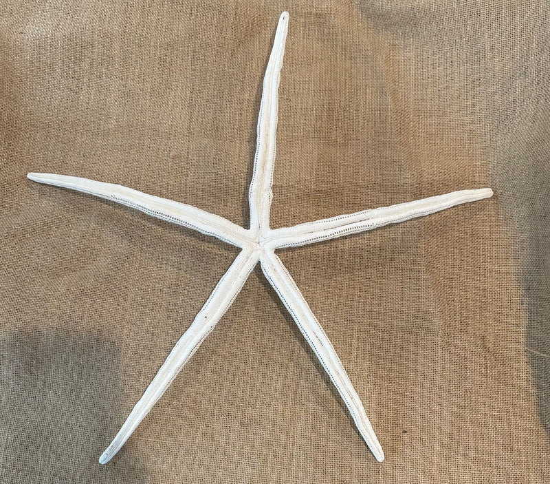 White Giant Linkia Starfish 20"