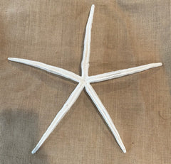 White Giant Linkia Starfish 20