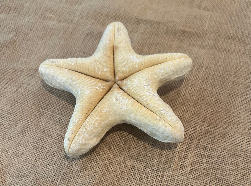 White Wax Starfish 6"