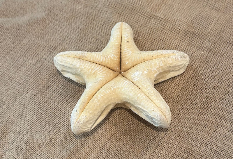 White Wax Starfish 6"