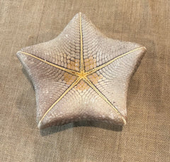 Pillow Starfish 8