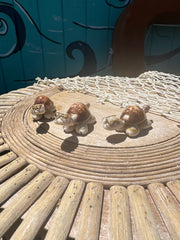 Turtle Wiener Dog Shell Critters