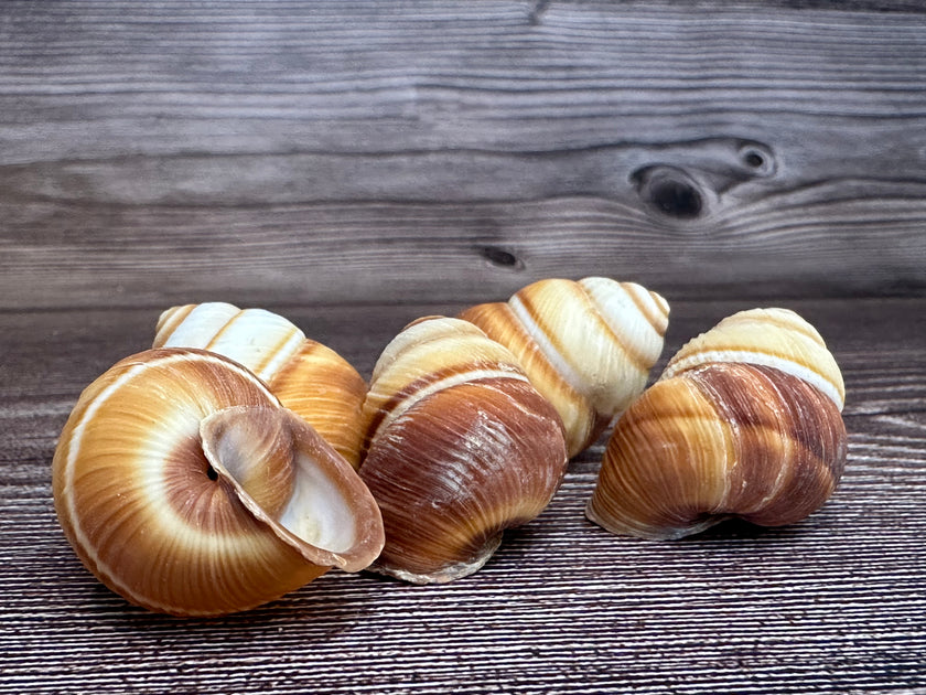 【Neokyo公式アカウント10】 蝸之殼Snail Shell Phoenucobius aratus Land Snail Shell – Natural Brown & Cream