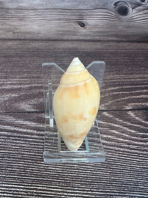 Sclater's Volute – Amoria undulata sclateri (2.4") Damaged | Rare ...