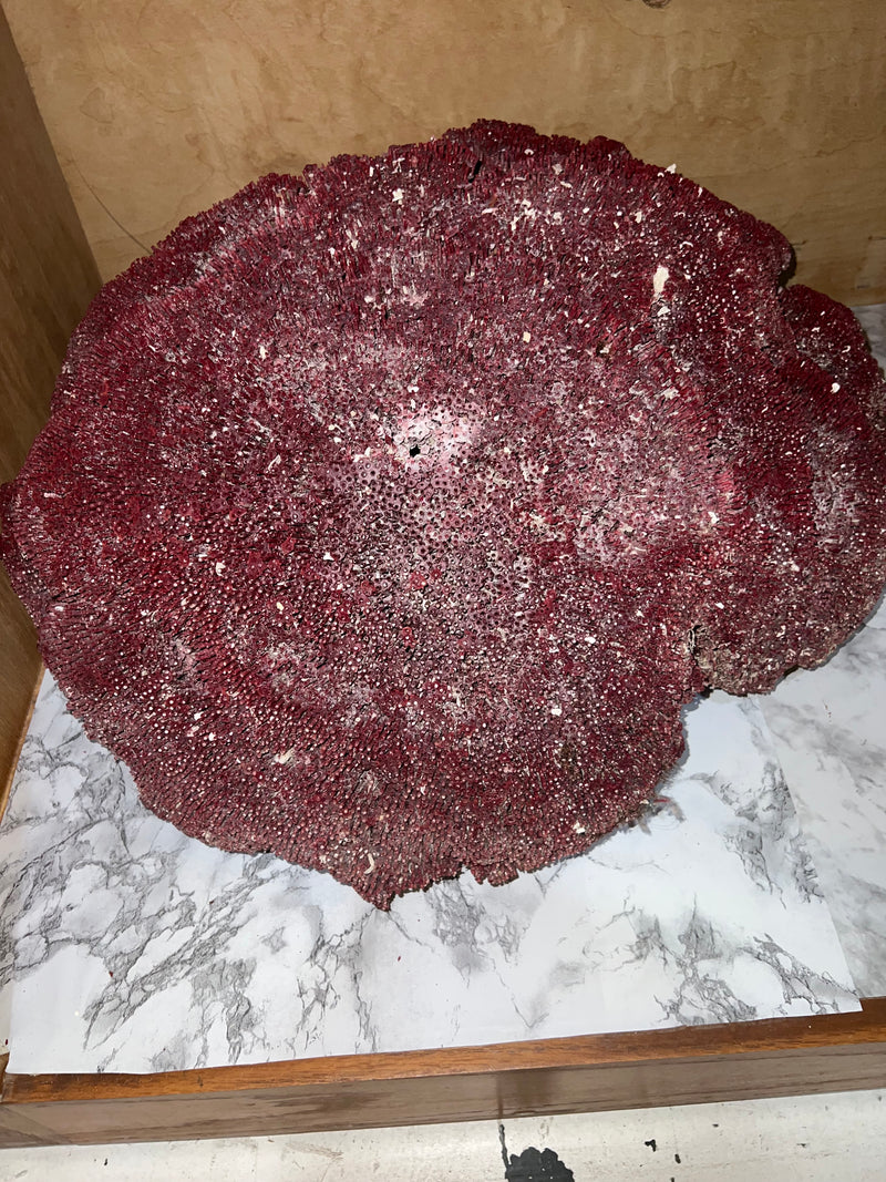 Vintage Raw Red Pipe Coral- 26"