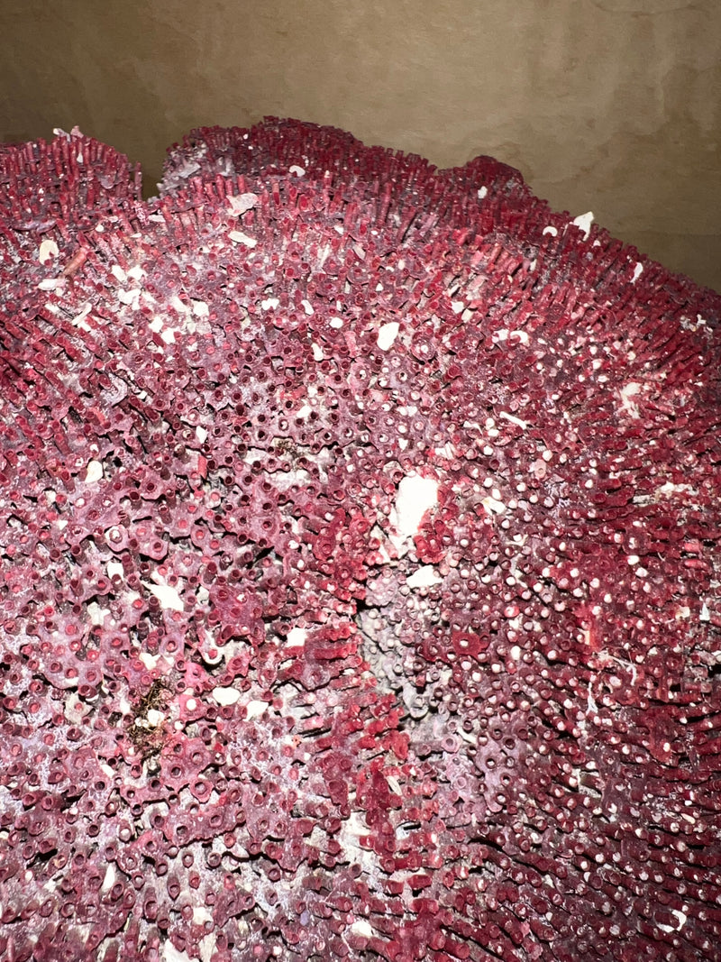 Vintage Raw Red Pipe Coral- 26"