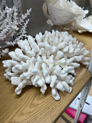 Vintage Elkhorn Coral- 20