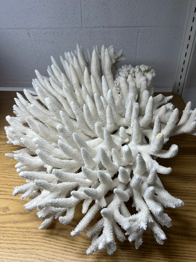 Vintage Pacific Elkhorn Coral- 17"
