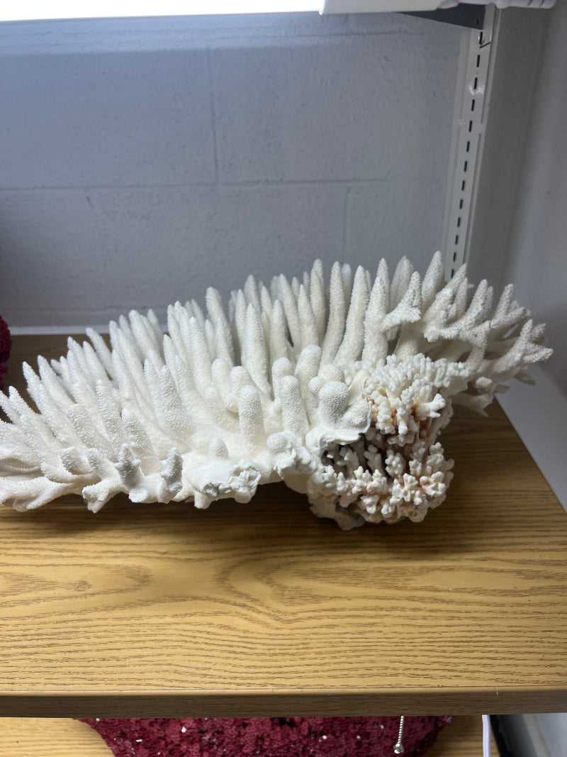 Vintage Pacific Elkhorn Coral- 17"