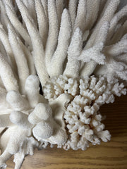 Vintage Pacific Elkhorn Coral- 17