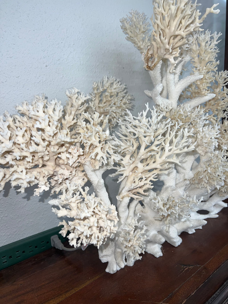 Vintage Staghorn & Lace Coral Sculpture- 29"